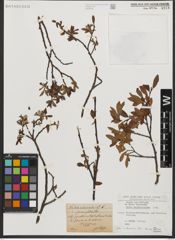 Foto von Salix waldsteiniana Willd.